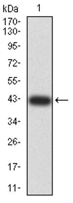 IGHA1 Antibody in Western Blot (WB)