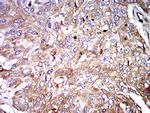 IGHA1 Antibody in Immunohistochemistry (Paraffin) (IHC (P))