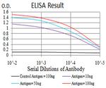 IL1RAPL1 Antibody in ELISA (ELISA)