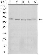 KBTBD8 Antibody in Western Blot (WB)