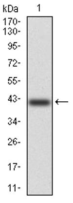 KV4.2 (KCND2) Antibody in Western Blot (WB)