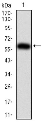 KPNA2 Antibody in Western Blot (WB)