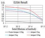 LEF1 Antibody in ELISA (ELISA)