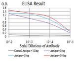 LEF1 Antibody in ELISA (ELISA)