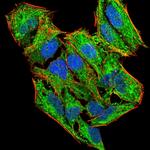 LHR Antibody in Immunocytochemistry (ICC/IF)