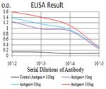 JNK3 Antibody in ELISA (ELISA)
