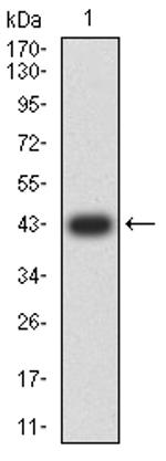 JNK3 Antibody in Western Blot (WB)