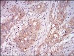 Myostatin Antibody in Immunohistochemistry (Paraffin) (IHC (P))