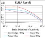 Myostatin Antibody in ELISA (ELISA)