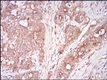 Myostatin Antibody in Immunohistochemistry (Paraffin) (IHC (P))