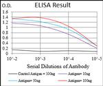 MURF1 Antibody in ELISA (ELISA)