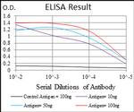 NPC1 Antibody in ELISA (ELISA)