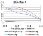 PXR Antibody in ELISA (ELISA)