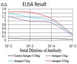 PXR Antibody in ELISA (ELISA)
