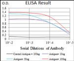 NRCAM Antibody in ELISA (ELISA)