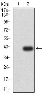 P2Y14 Antibody in Western Blot (WB)