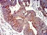 P2Y4 Antibody in Immunohistochemistry (Paraffin) (IHC (P))