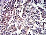 P2Y4 Antibody in Immunohistochemistry (Paraffin) (IHC (P))