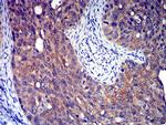 P2Y8 Antibody in Immunohistochemistry (Paraffin) (IHC (P))