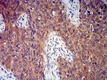 P2Y8 Antibody in Immunohistochemistry (Paraffin) (IHC (P))