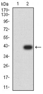 PAK3 Antibody in Western Blot (WB)