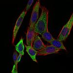 PAPLN Antibody in Immunocytochemistry (ICC/IF)