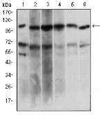 PAPLN Antibody in Western Blot (WB)