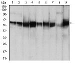 PDPK1 Antibody in Western Blot (WB)