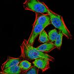 PDPK1 Antibody in Immunocytochemistry (ICC/IF)