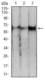 PDPK1 Antibody in Western Blot (WB)