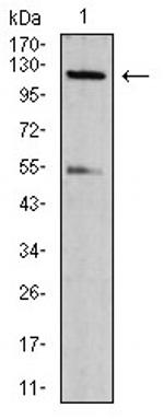 Phospho-NLRC4 (Ser533) Antibody in Western Blot (WB)