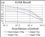 PKN1 Antibody in ELISA (ELISA)