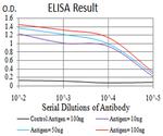 PLD2 Antibody in ELISA (ELISA)