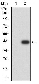 PLD2 Antibody in Western Blot (WB)