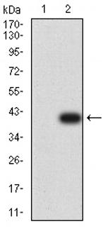 Plexin-A1 Antibody in Western Blot (WB)