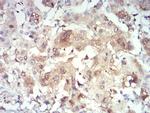 PRDM4 Antibody in Immunohistochemistry (Paraffin) (IHC (P))