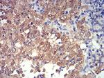 PRDM4 Antibody in Immunohistochemistry (Paraffin) (IHC (P))