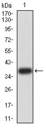 PRDM4 Antibody in Western Blot (WB)