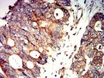 AMPK beta-2 Antibody in Immunohistochemistry (Paraffin) (IHC (P))