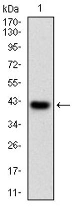 PKA alpha Antibody in Western Blot (WB)