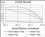 AMPK gamma-1 Antibody in ELISA (ELISA)