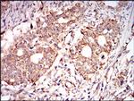 AMPK gamma-1 Antibody in Immunohistochemistry (Paraffin) (IHC (P))