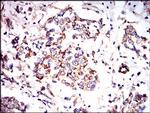 AMPK gamma-1 Antibody in Immunohistochemistry (Paraffin) (IHC (P))