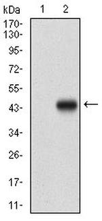 AMPK gamma-1 Antibody in Western Blot (WB)