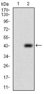 PTP4A2 Antibody in Western Blot (WB)