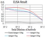 PTPN14 Antibody in ELISA (ELISA)