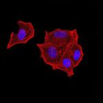 PTPN14 Antibody in Immunocytochemistry (ICC/IF)