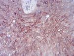 RAB11FIP1 Antibody in Immunohistochemistry (Paraffin) (IHC (P))