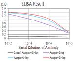 RAB13 Antibody in ELISA (ELISA)