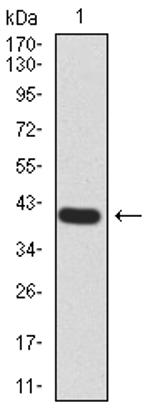 RAB13 Antibody in Western Blot (WB)